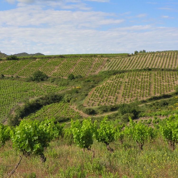 vignes